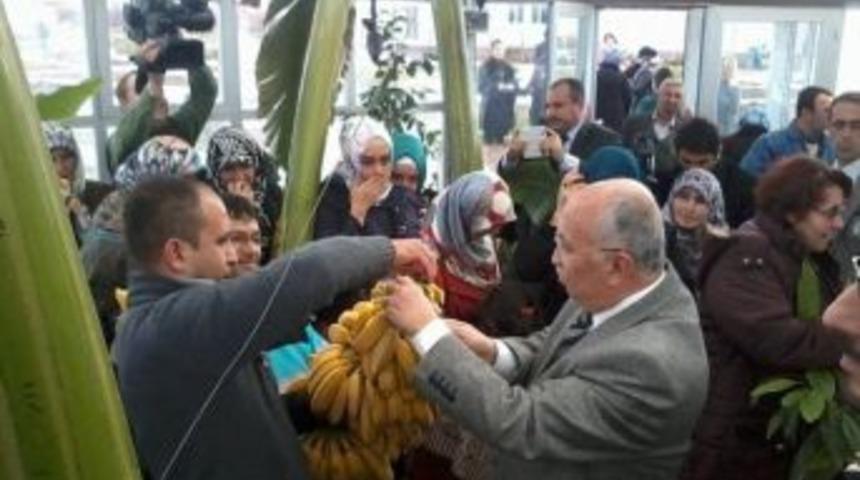 K&uuml;tahya'da Muz Hasatı