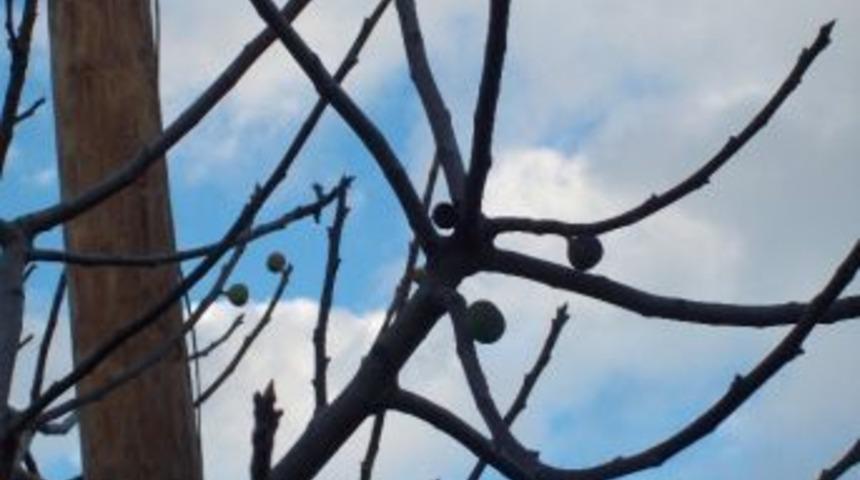 &Ccedil;an&rsquo;da İncir Ağacı İkinci Meyvesini Verdi