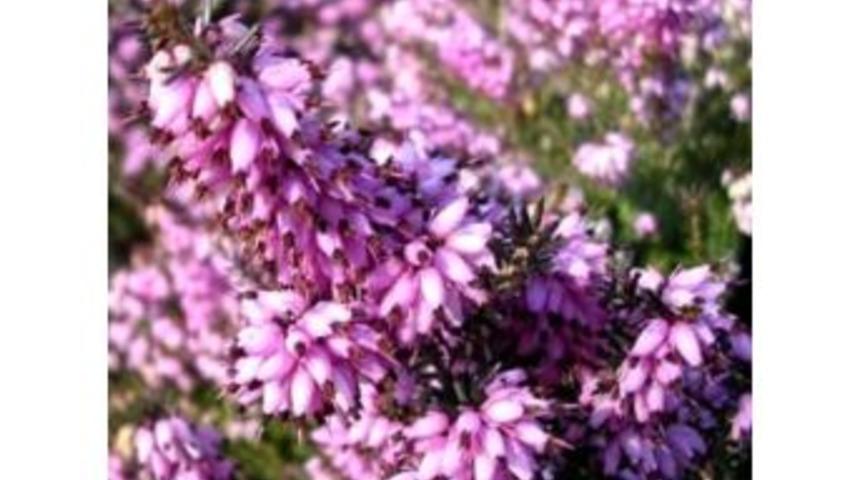 Yağlarınızdan Funda Yaprağı İle Kurtulun