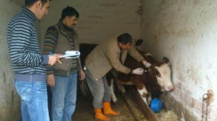 Daday&rsquo;da Şap Aşısı Yapıldı