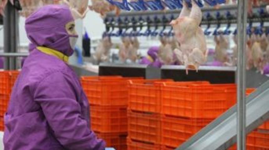 T&uuml;rk Tavuğu, D&uuml;nyanın 55 &Uuml;lkesine U&ccedil;tu