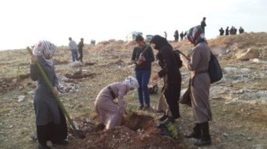 Gen&ccedil;lik Merkezi Fidan Dikti