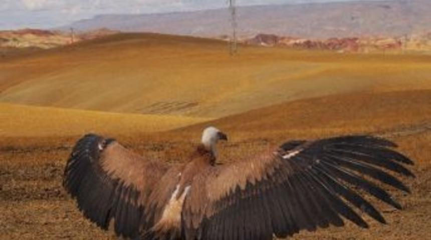 Tedavisi Tamamlanan Kızıl Akbaba Doğaya Bırakıldı