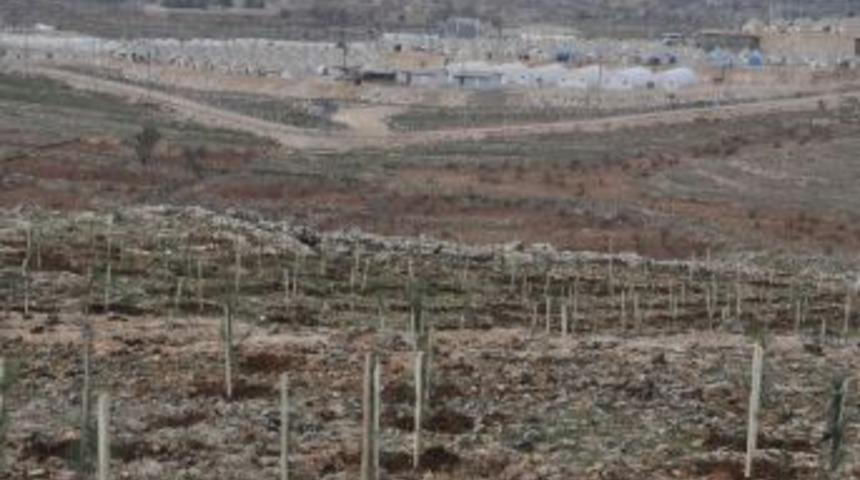 Suriyeli M&uuml;lteciler Ağa&ccedil; Dikti