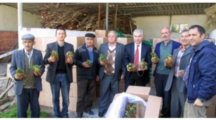 Orhaneli'nde &Ccedil;ilek &Uuml;reticiler Mal&ccedil;lı Sisteme Ge&ccedil;iyor