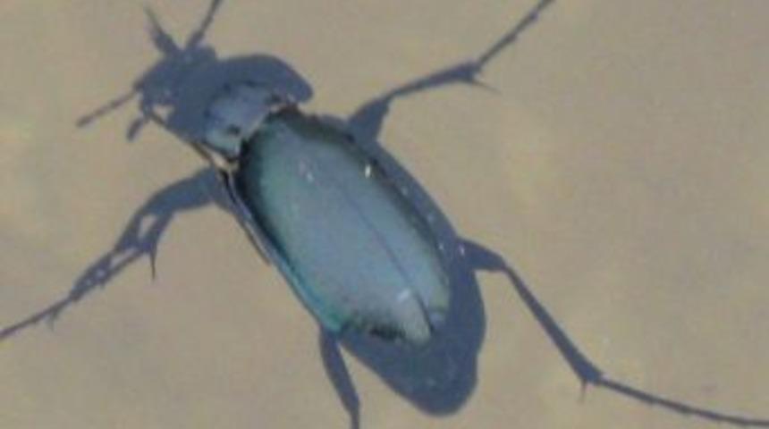 Akdağmadeni'nde Meşe Ormanlarını Tırtıldan, Yırtıcı B&ouml;cekler Koruyacak