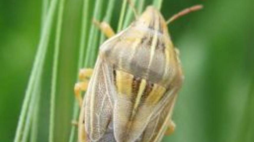 Kırıkkale'de S&uuml;ne Artış G&ouml;r&uuml;ld&uuml;