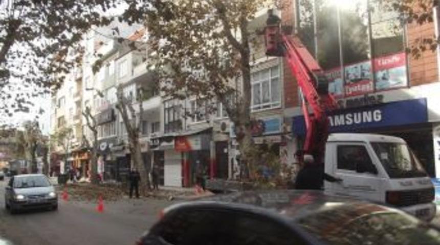 Ağa&ccedil;lar budanıyor