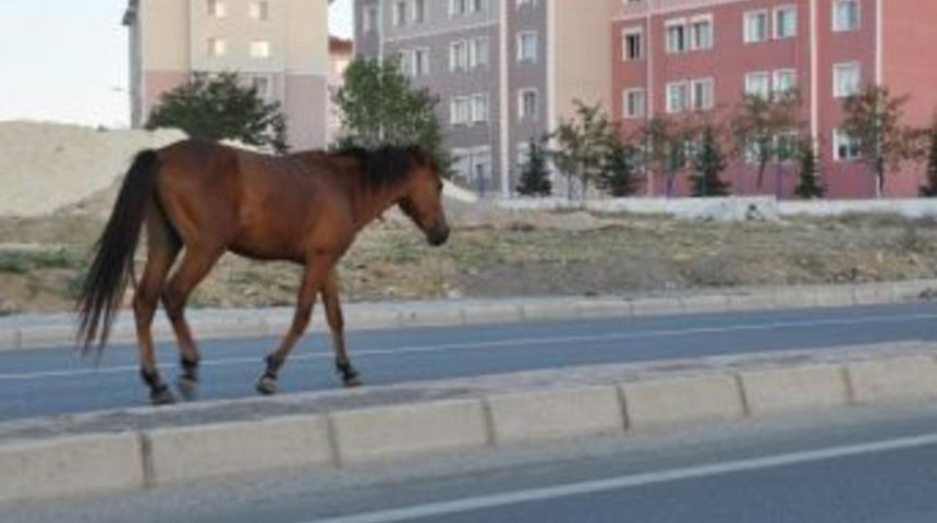 Başıboş Atlar Tehlike Sa&ccedil;ıyor