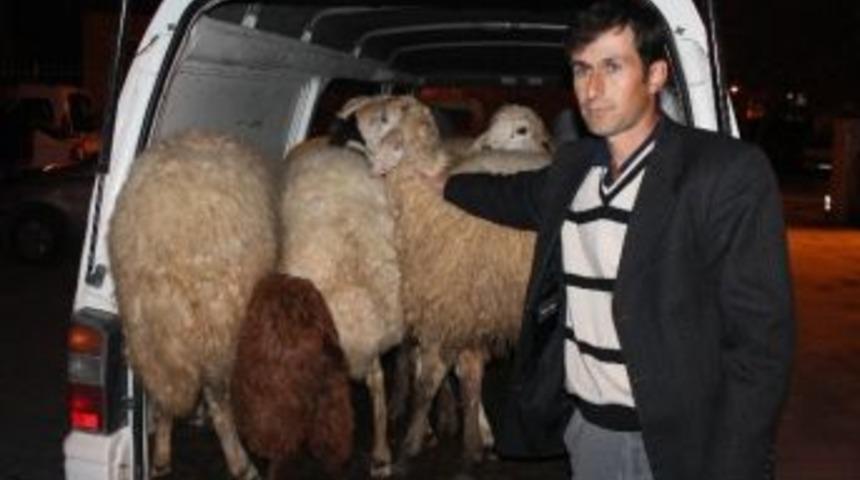 &Ccedil;alınan Hayvanlarını &Ccedil;izik Kulağından Tanıdı