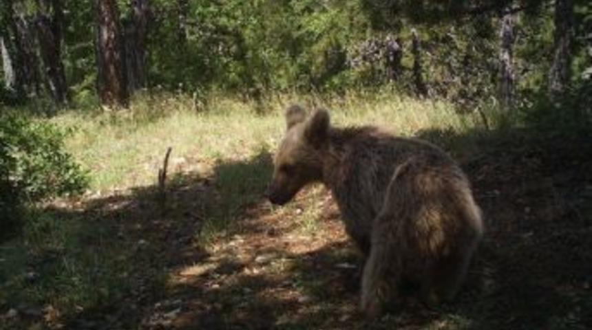 Liseli Gen&ccedil; Foto Kapanla Sansar Ve Vaşakları G&ouml;r&uuml;nt&uuml;ledi
