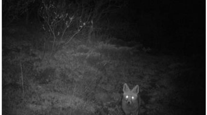 Liseli Kerem Foto Kapanla &lsquo;vaşak&rsquo; G&ouml;r&uuml;nt&uuml;ledi