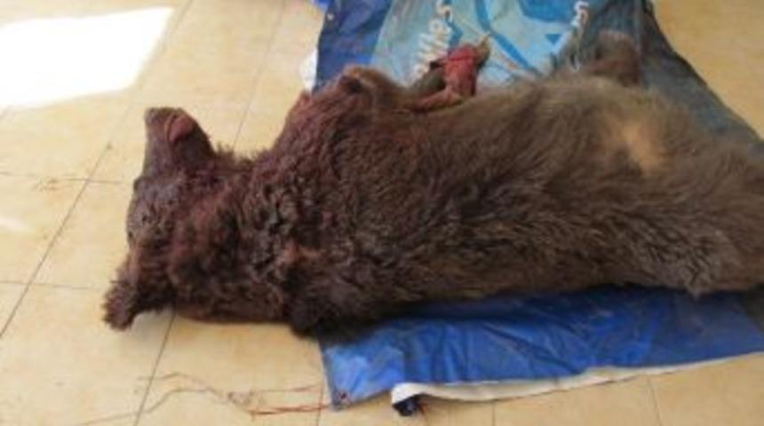 Trafik Kazasında &Ouml;len Ayı &Ouml;ğrencilere Kadavra Oldu