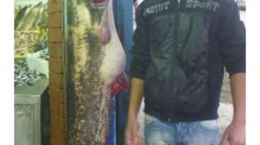 Bilecik&rsquo;te Dev Yayın Balığı Yakalandı