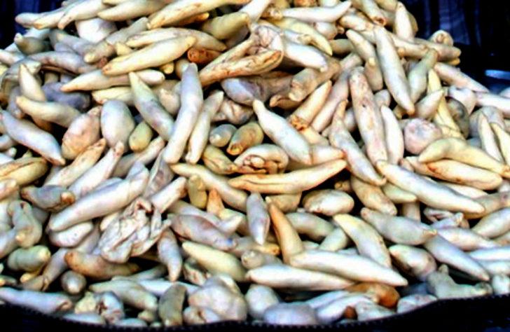 Kenger sakızı diş beyazlatıyor