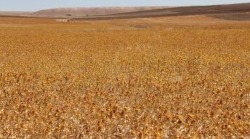 "Aspir Ekimi Ile Anızlar Boş Kalamayacak"