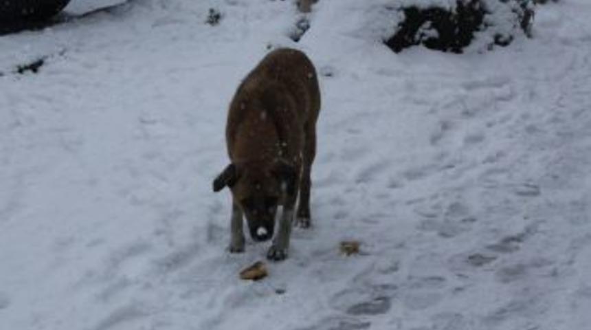Kars, Mevsimin Ilk Karıyla Beyaza B&uuml;r&uuml;nd&uuml;