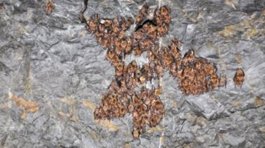 Yarasalar Yeni Mağaralarını &Ccedil;ok Sevdi