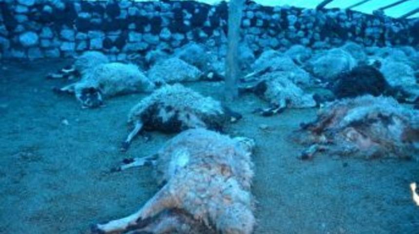 Kurt Saldırısında 75 K&uuml;&ccedil;&uuml;kbaş Hayvan Telef Oldu