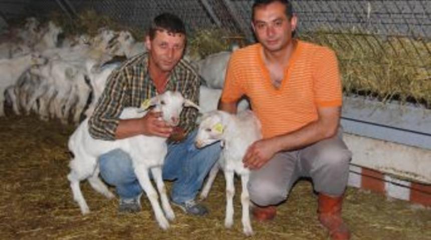 Bafra&rsquo;da Saanen Ke&ccedil;i &Ccedil;iftliği Kuran Kazanıyor