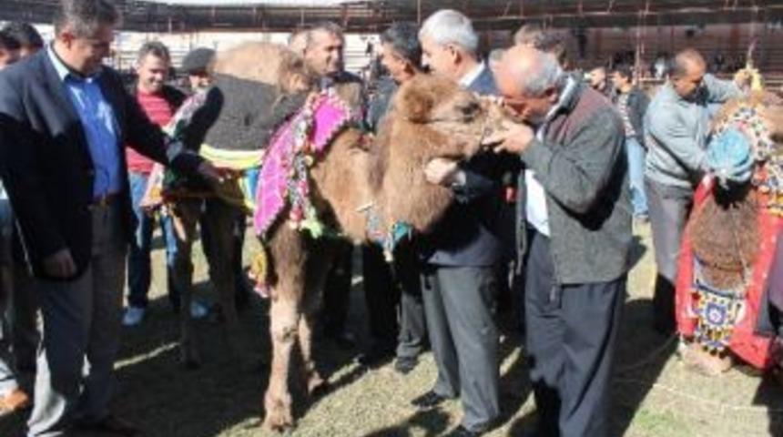 Havut Giydirme T&ouml;reni Yapıldı