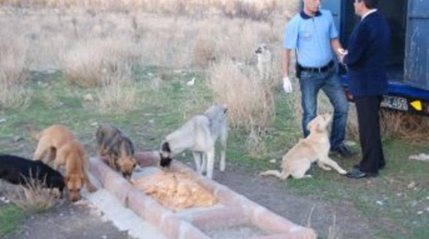 Isparta'da A&ccedil; Kalan K&ouml;peklerin Birbirini Yediği İddialarına Yalanlama