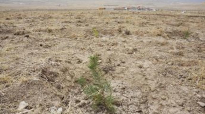Karaman Belediyesi Urgan Mahallesi'ne 13 Bin &Ccedil;am Fidanı Dikti