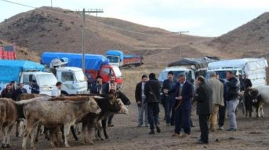 Canlı Hayvan Fiyatları Y&uuml;kselişe Ge&ccedil;ti