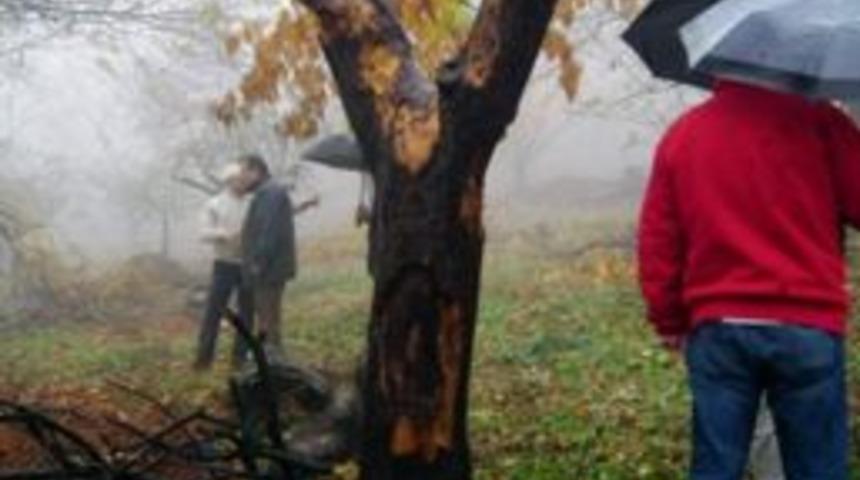 T&uuml;rk Ve İngiliz Bilim Adamları Kestane İ&ccedil;in Ele Ele Verdi