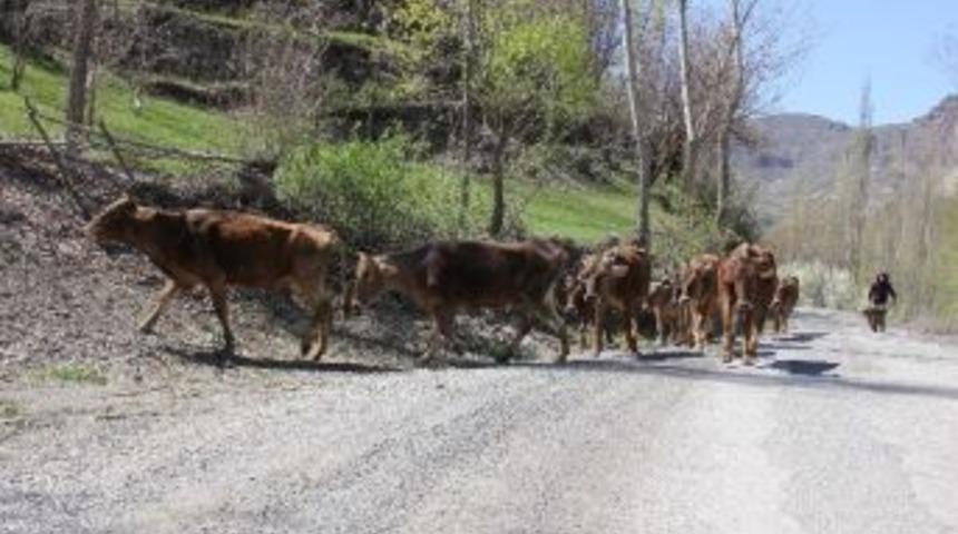 Yarı A&ccedil;ık Cezaevi Gibi K&ouml;ye &Ouml;zg&uuml;rl&uuml;k Geldi