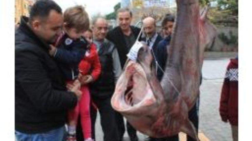 Fener Balığının İ&ccedil;inden &Ccedil;ıkanlar G&ouml;renleri Şaşkına &Ccedil;evirdi