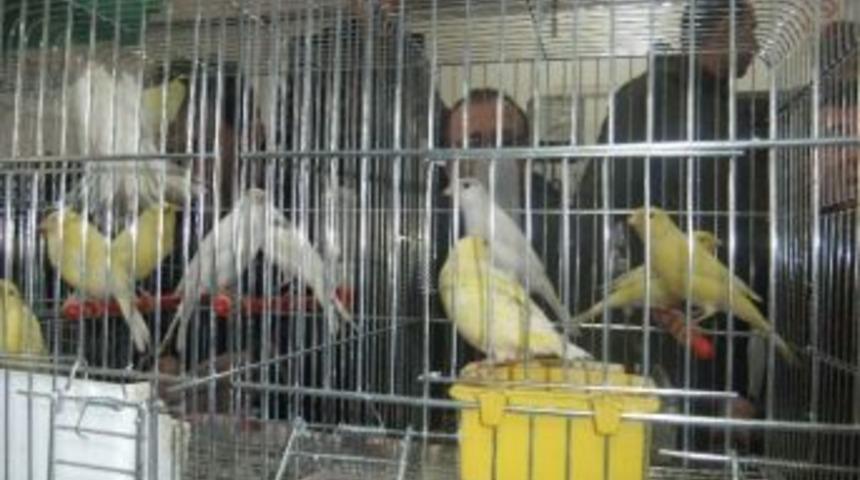 K&uuml;tahya 'kanarya Cenneti'ne D&ouml;nd&uuml;