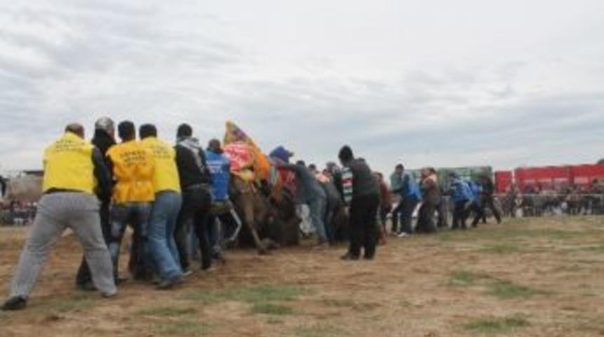 Develerin İnadı Tutunca Urgancılar G&uuml;reşen Develerden Daha Fazla Yoruldu