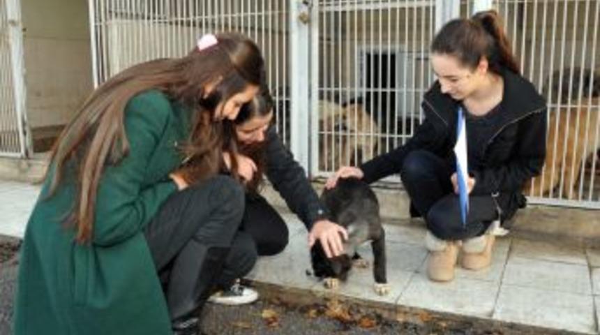 &Ouml;ğrenciler Barınakları Ziyaret Etti