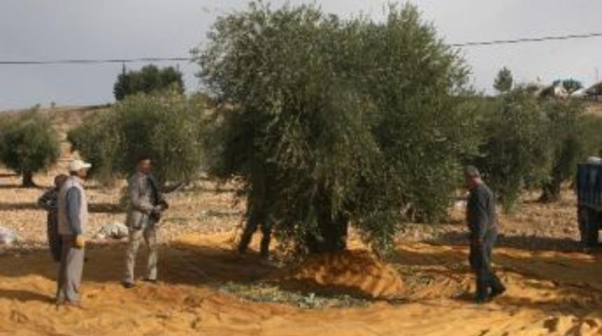 Zeytinciler, Teknolojiye Ayak Uydurdu