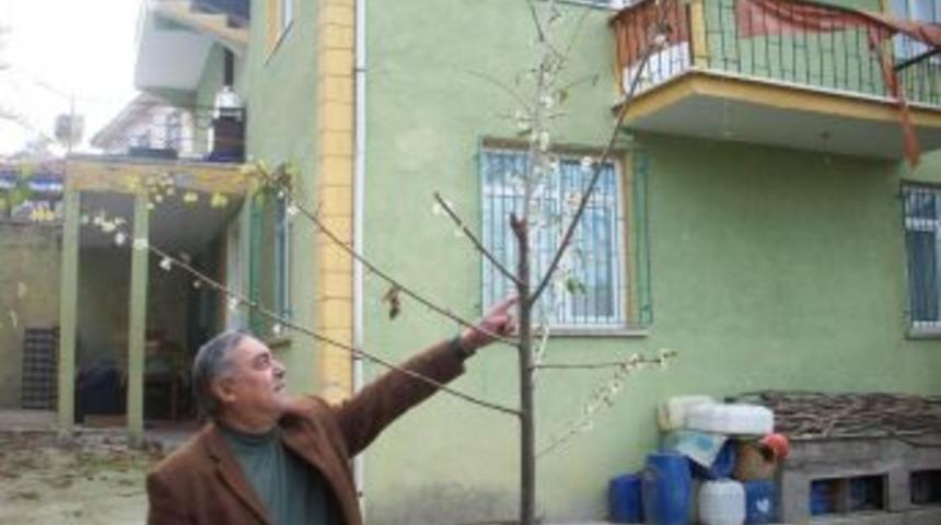 Kavak'ta Erik Ağacı &Ccedil;i&ccedil;ek A&ccedil;tı