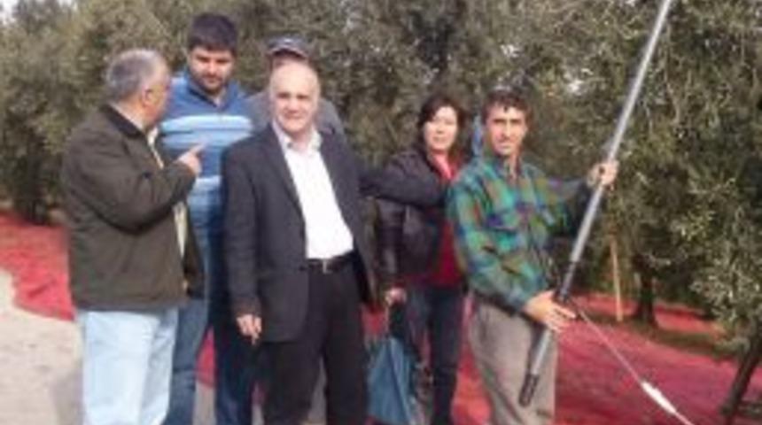 CHP&rsquo;lilerden Mudanya'da Zeytin Hasadı Ziyareti