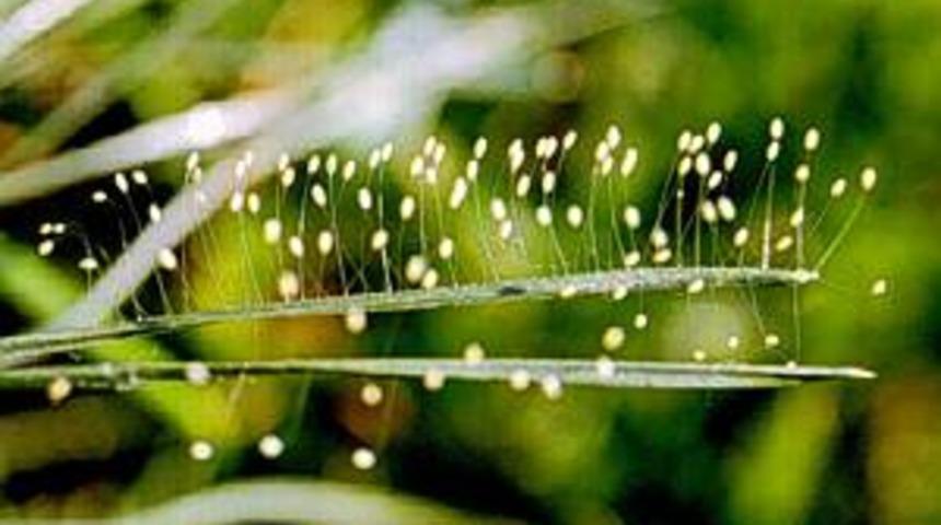 3 bin yıllık mucize