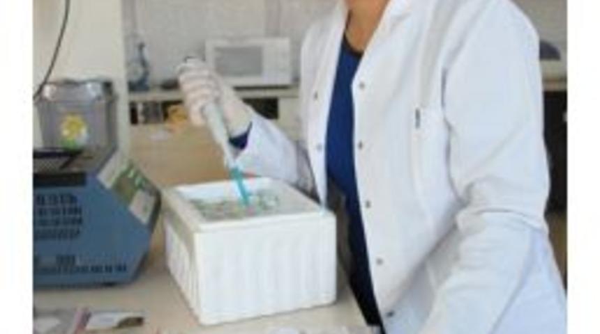 Km&uuml; Karaman Elmasının Genetiğini Araştırdı