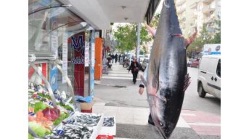 Çanakkale'de Yakalanan Dev Orkinos Manisa'da Satıldı