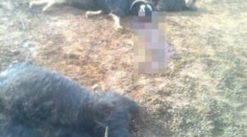 A&ccedil; kurtlar dehşet sa&ccedil;tı