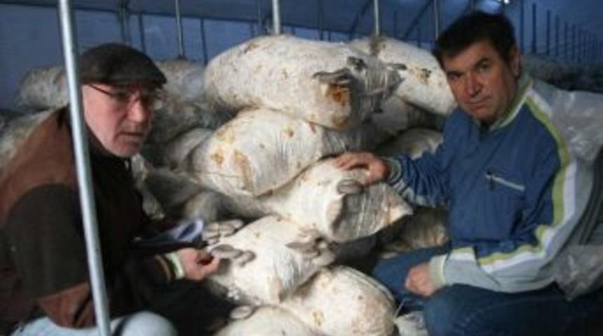 Ayvalık İstiridye Mantarı İle Kalkınacak