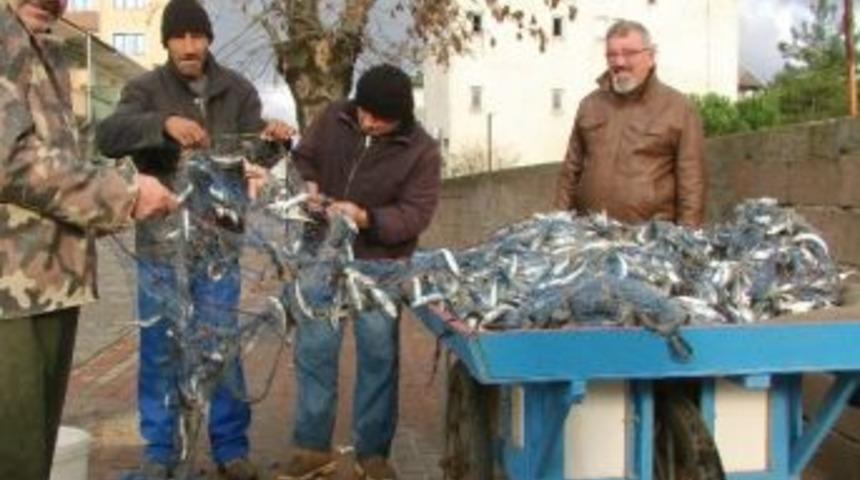 Filyos&rsquo;ta Balık&ccedil;ılar 1 Ton İstavrit Balığı Yakaladı