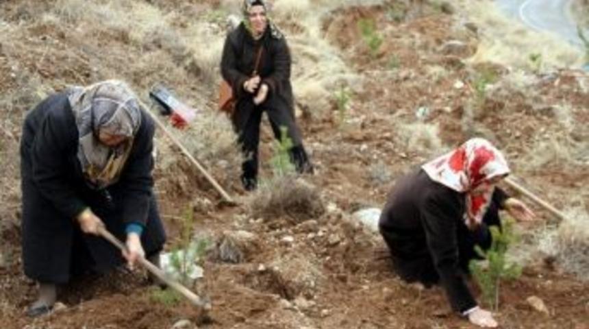 Akdeğirmenli Hanımlar Fidan Dikti