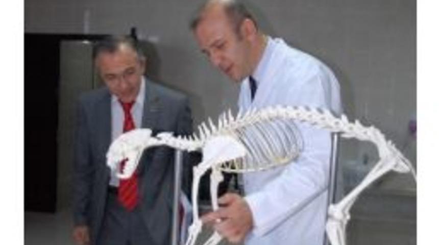 &Ouml;ld&uuml;r&uuml;len Vaşak &Uuml;niversite &Ouml;ğrencilerine Ders Gereci Oldu