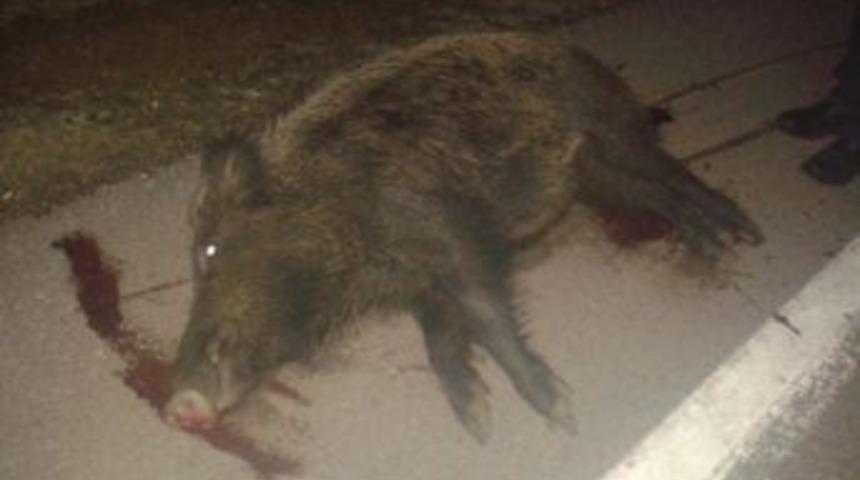 Kandıra&rsquo;da Belediye Otob&uuml;s&uuml; Domuza &Ccedil;arptı