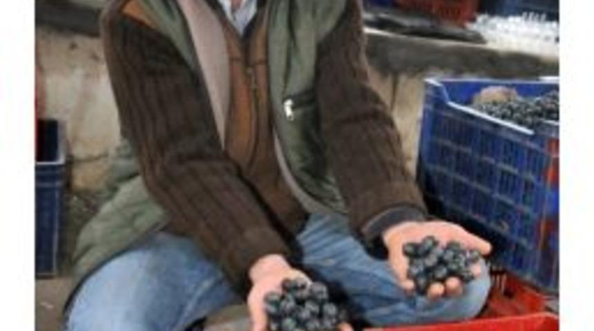 Ham Zeytine Talep B&uuml;y&uuml;k