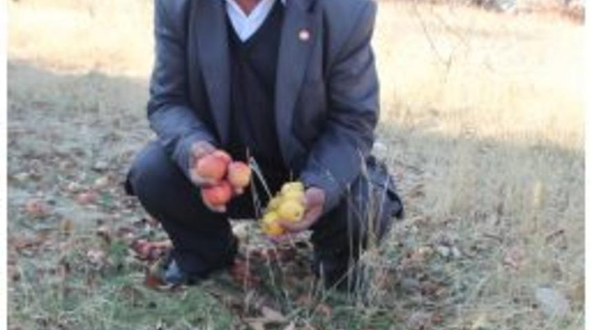 Elma Ağa&ccedil;ları Kurumaya Bırakıldı