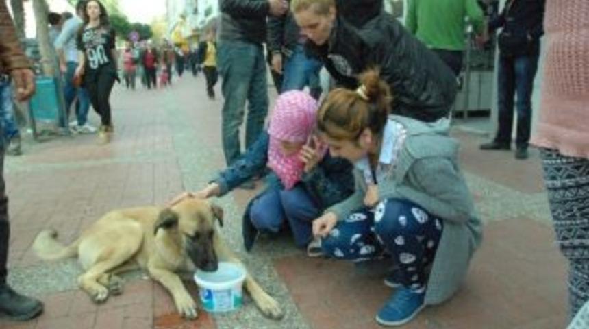 Antalya'da Sokak K&ouml;peğine Yardım Tartışması