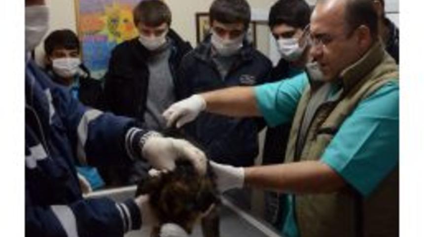 Barınakta &Ouml;ğrencilere Uygulamalı Eğitim Verildi